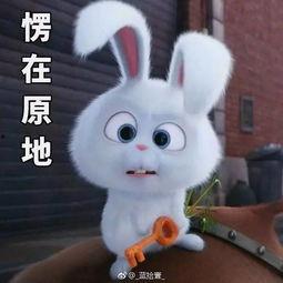 萌兔大机密表情包,揭秘表情包背后的趣味故事