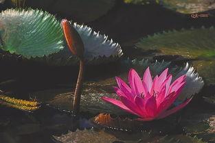 秋莲图片,捕捉秋日里的诗意瞬间